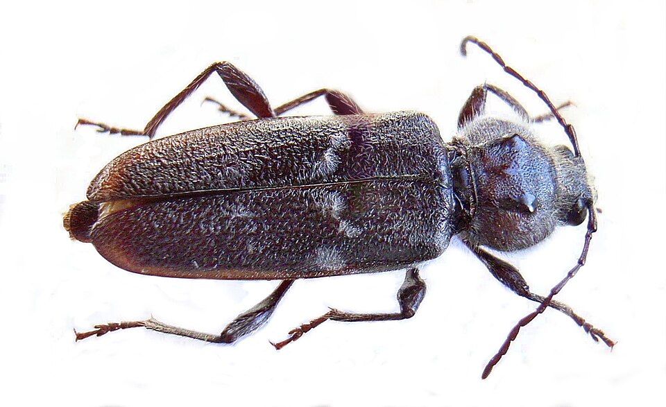 Capricorne des maisons vu de dessus, coléoptère gris-noir aux taches de poils clairs et aux deux bosses brillantes sur le corselet