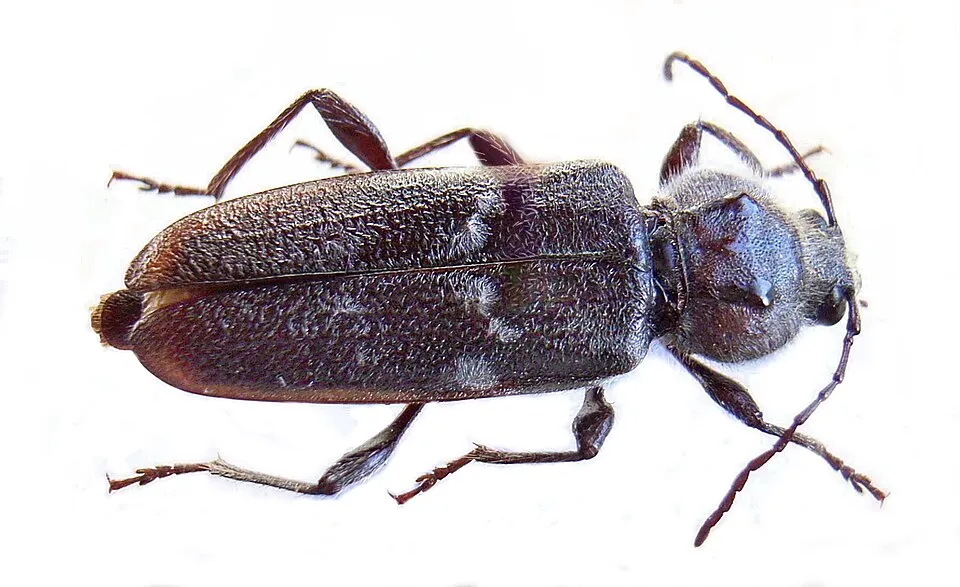 Capricorne des maisons vu de dessus, coléoptère gris-noir aux taches de poils clairs et aux deux bosses brillantes sur le corselet