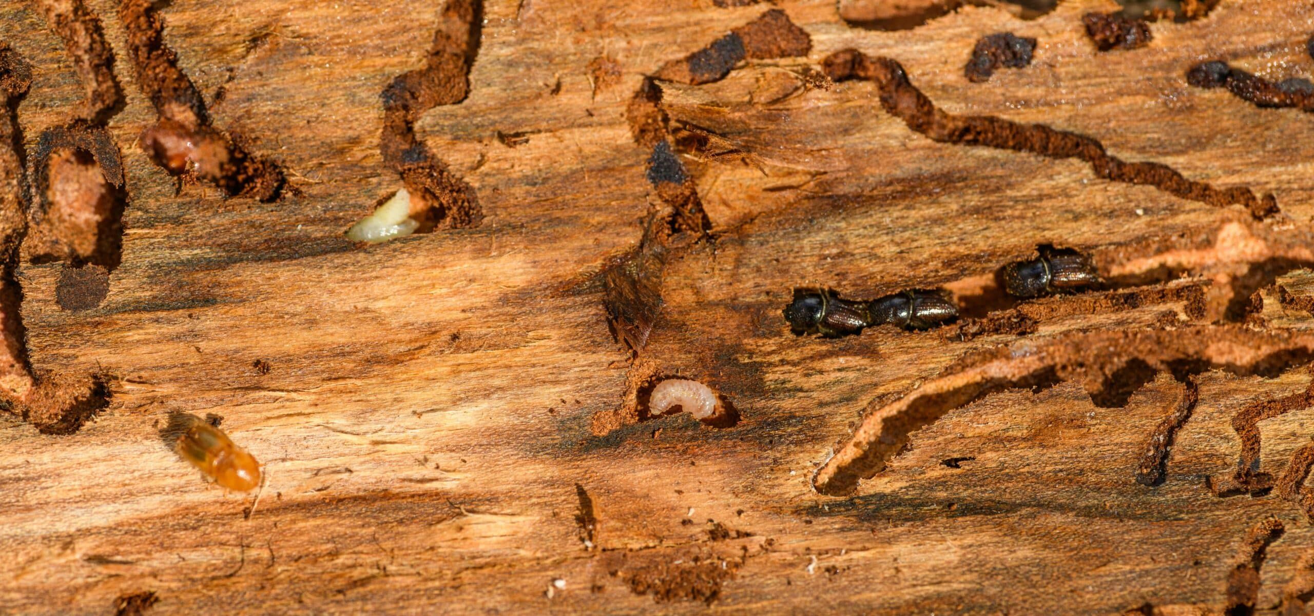 Galeries creusées par des insectes xylophages dans du bois, avec larves et adultes visibles