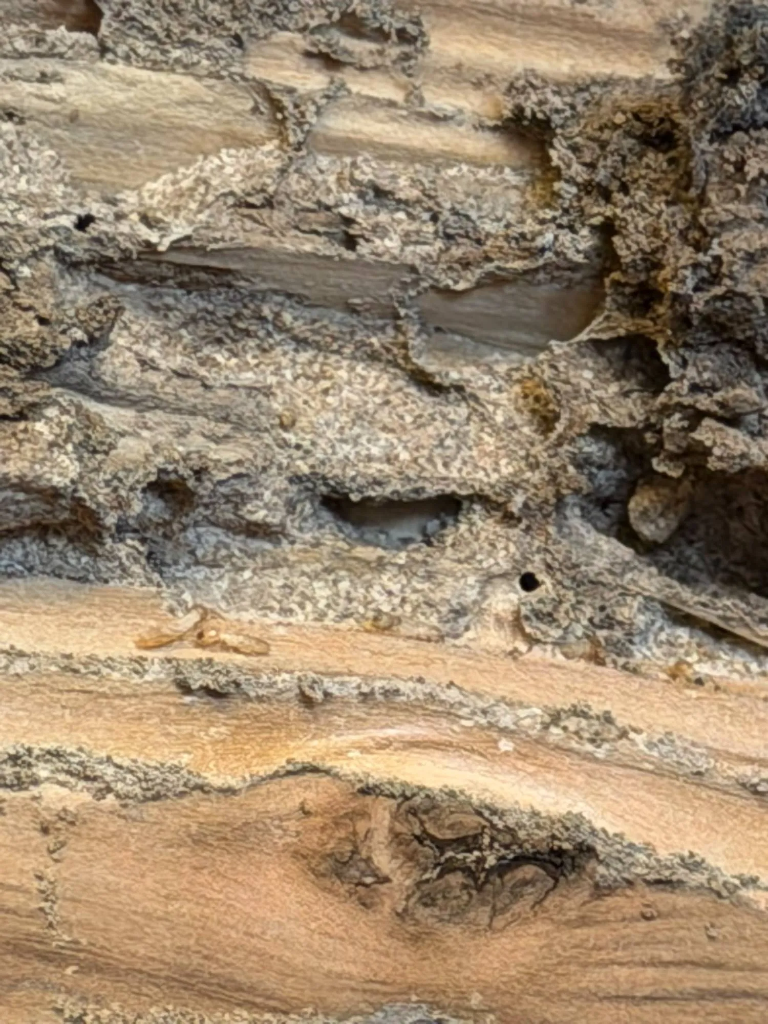 Gros plan d’un bois creusé de galeries remplies de terre, avec quelques termites visibles