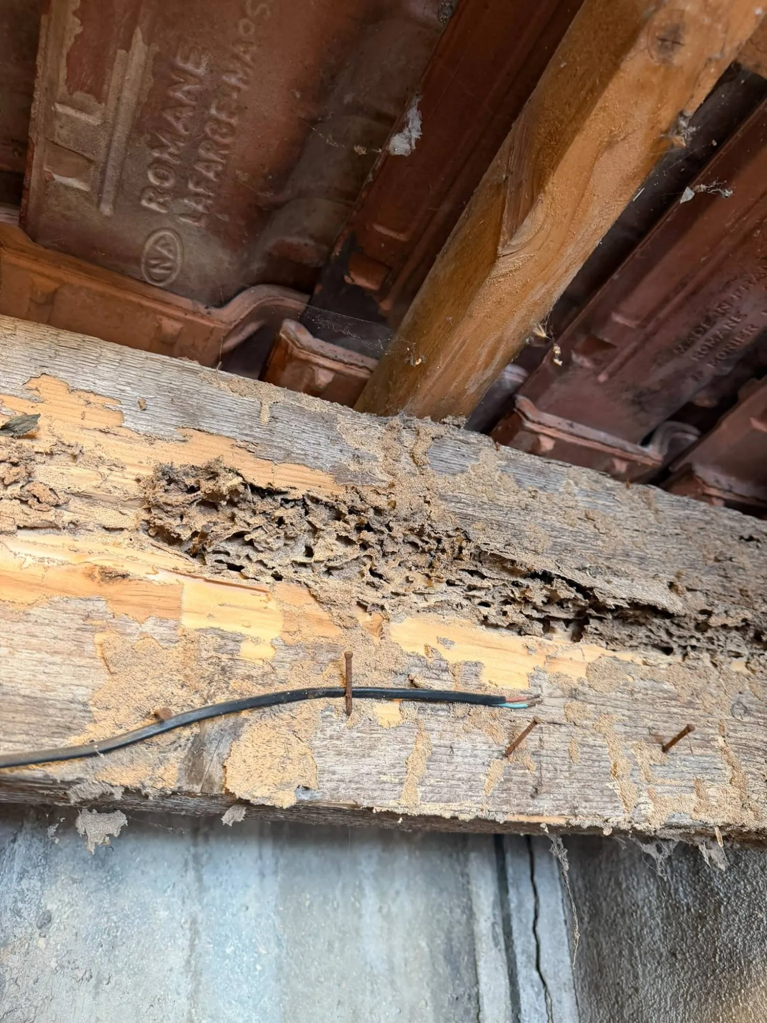 Poutre sous toiture rongée par les termites, creusée de galeries et couverte de dépôts de terre