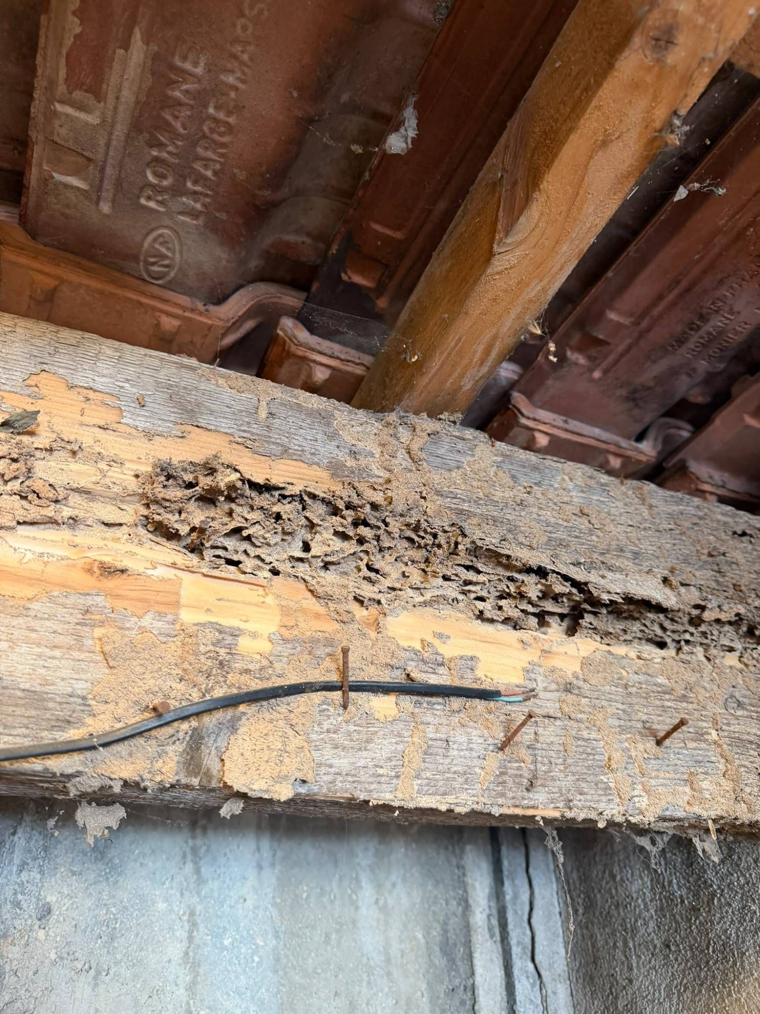 Poutre sous toiture rongée par les termites, le bois creusé de galeries et couvert de dépôts de terre