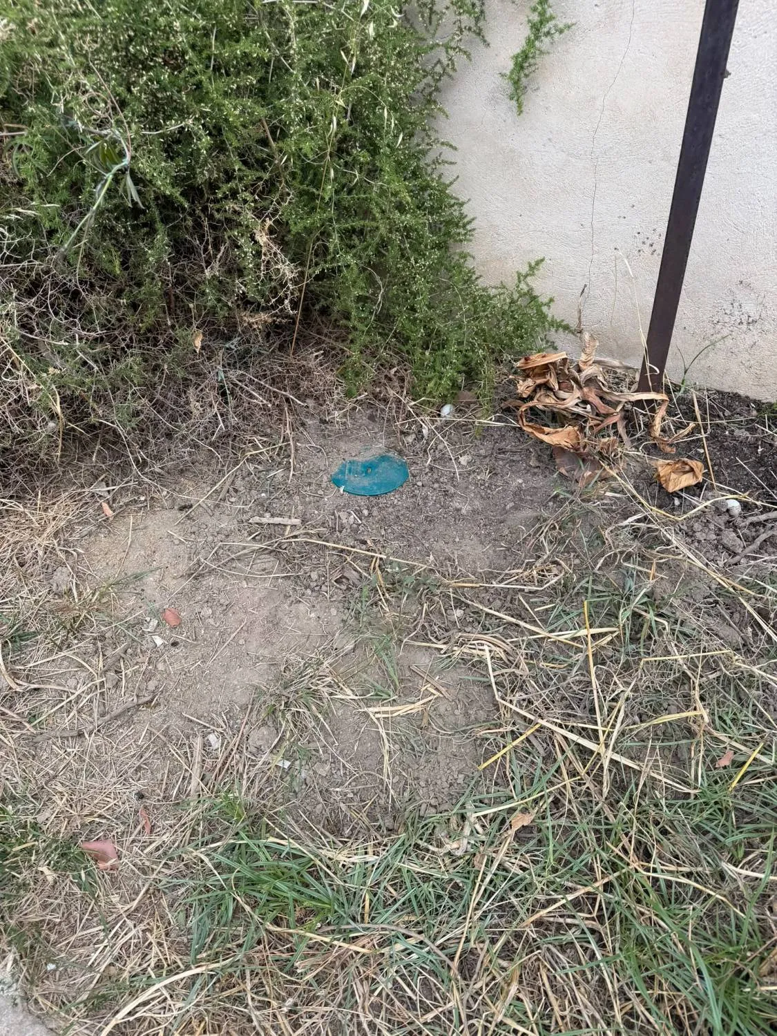 Station d’appâtage enterrée au pied d’un mur, seul le couvercle vert dépasse du sol