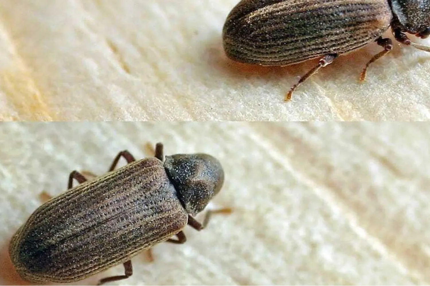 Vrillette, petit coléoptère qui attaque les meubles et les bois anciens