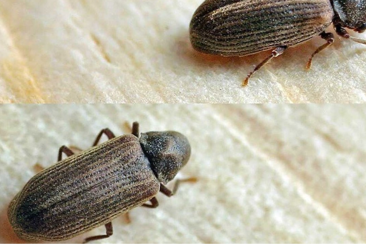 Vrillette, petit coléoptère qui attaque les meubles et les bois anciens
