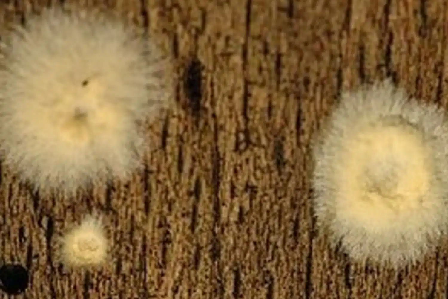 Traitement Coniophore avec Expertise Traitement Bois