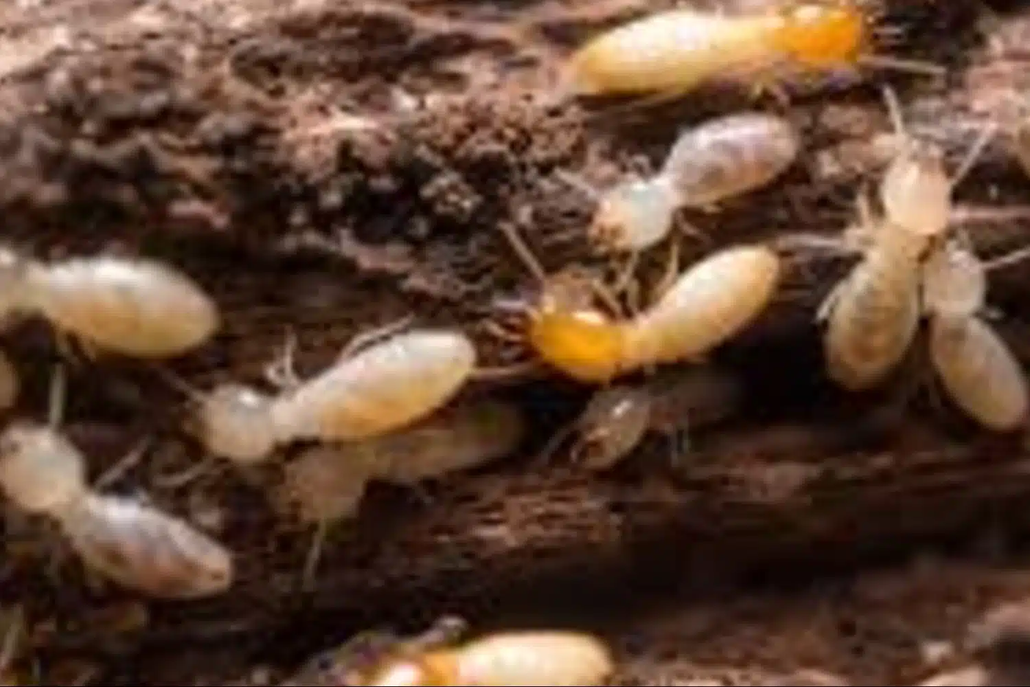 Traitement Termites avec Expertise Traitement bois